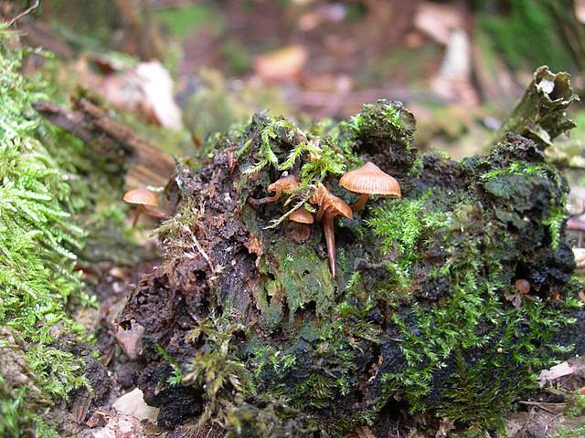 Galerine e Habitat